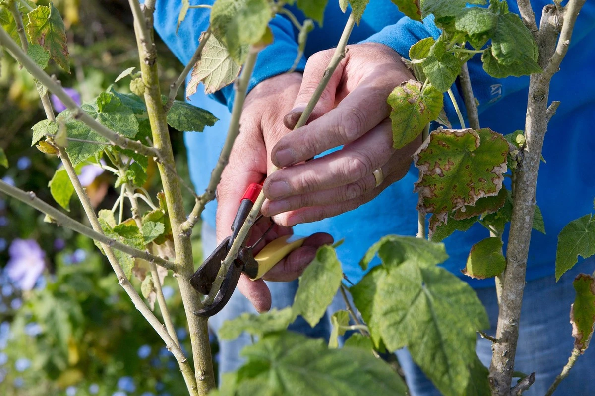 12 formas de dar una segunda vida a las ramas de podar y embellecer tu jardín - image 1