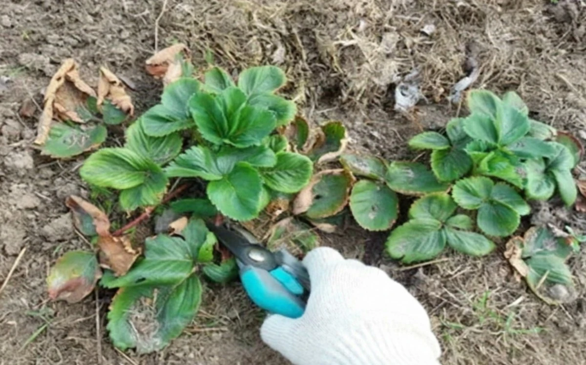 Qué hacer sí o sí con las fresas en marzo para una cosecha jugosa