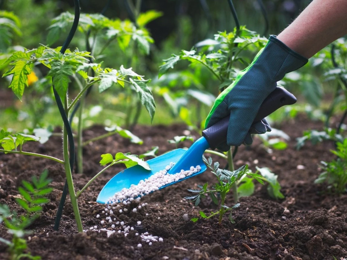 El secreto para cosechas abundantes: 5 fertilizantes que tu huerto necesita en primavera - image 1