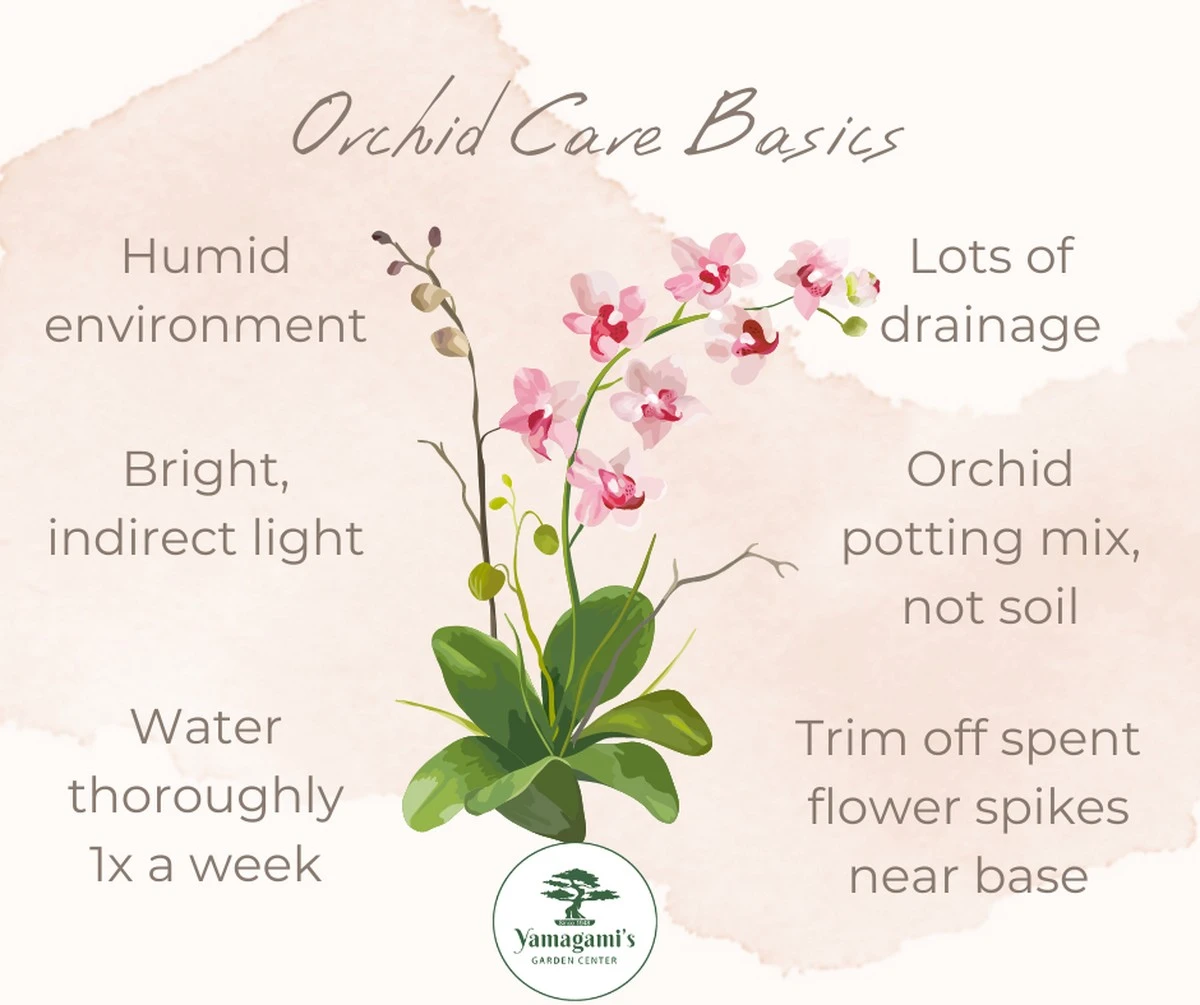 miorquideaflore-extra-1.webp Mi orquídea florece tras el letargo: la infusión de ajo que la revive - image 1