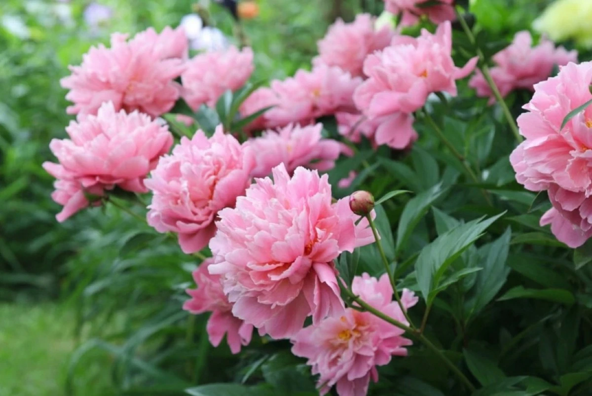 7 cuidados de primavera que harán que tus peonías exploten en flores majestuosas