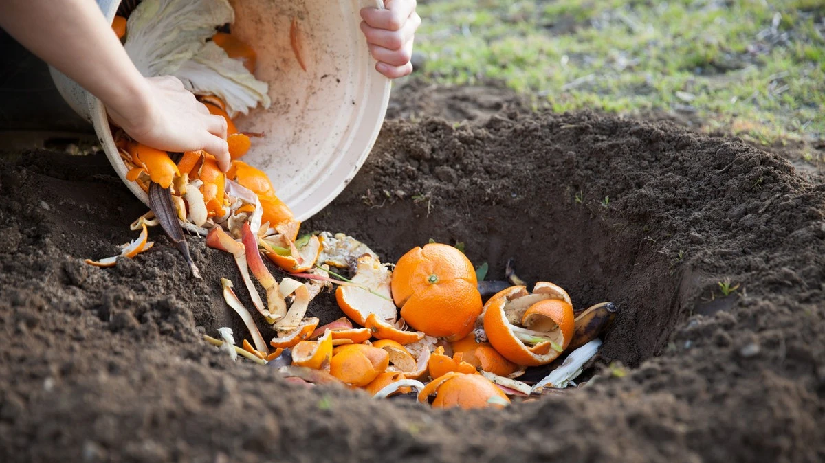 Prepara tu hortensia para un crecimiento espectacular: abono casero de cáscaras de naranja para el invierno - image 1