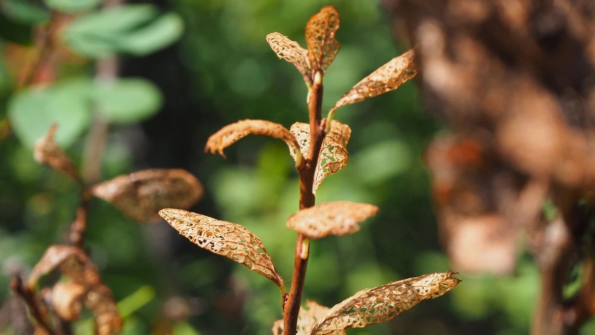 Por qué se secan los arándanos y cómo solucionarlo a principios de primavera: recuerde estos sencillos pasos - image 1