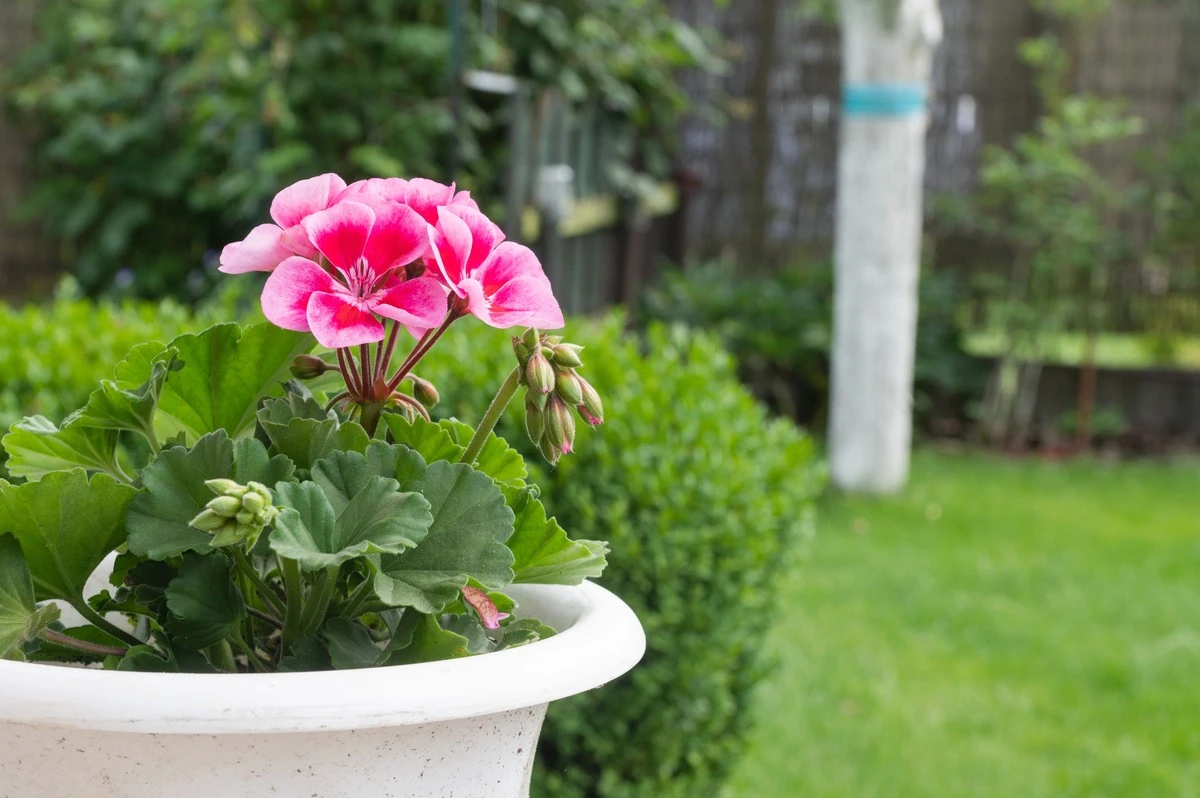 El secreto del yodo para revivir tus geranios marchitos - image 1