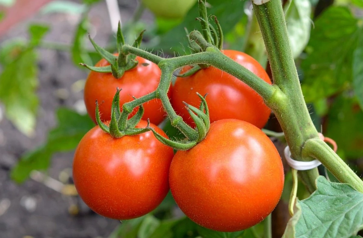 Los tomates tempranos para invernadero: las 5 variedades que los jardineros expertos recomiendan para 2026