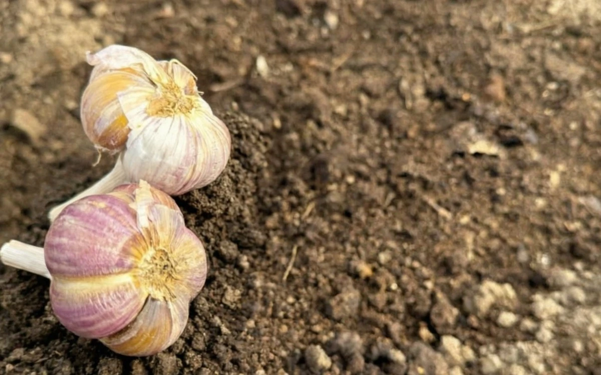 Por qué hoja el ajo de invierno y qué echarle para que se ponga verde en 2 días: una solución sencilla a un problema común