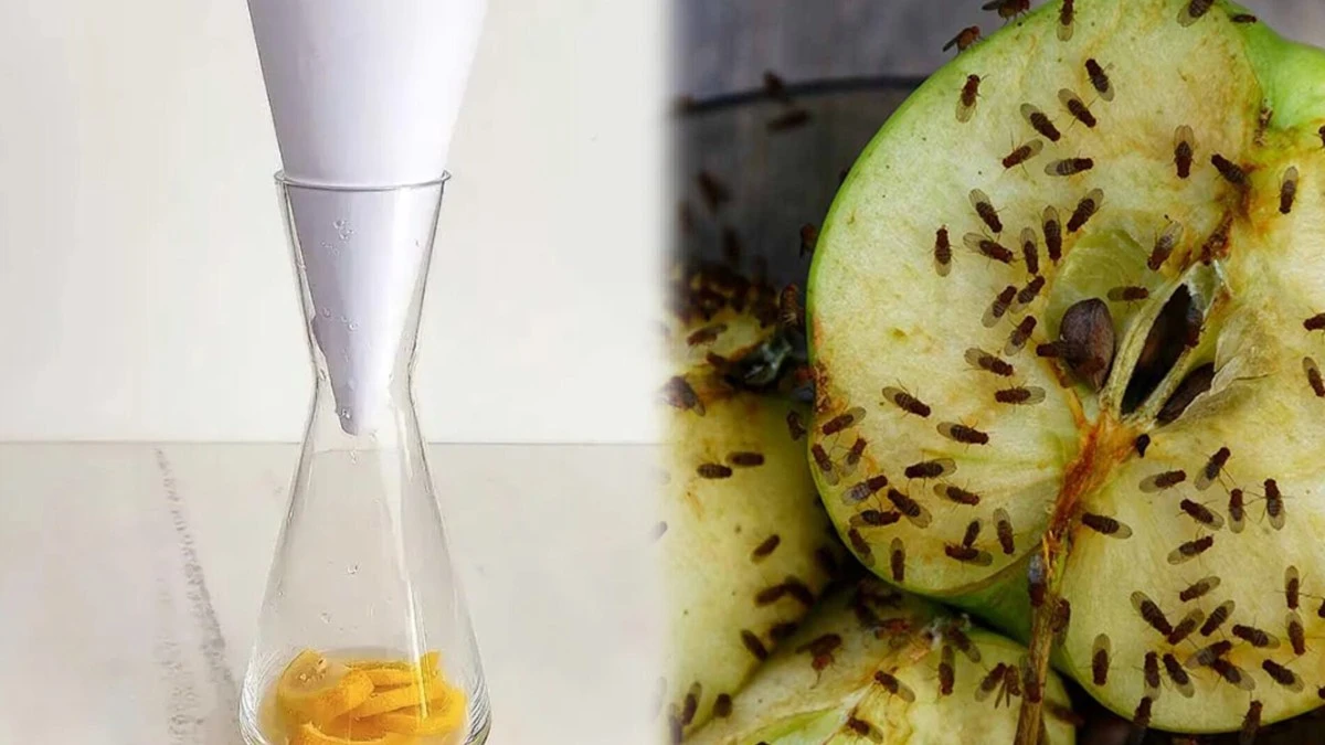 El truco definitivo para eliminar moscas de la fruta con una botella y periódico