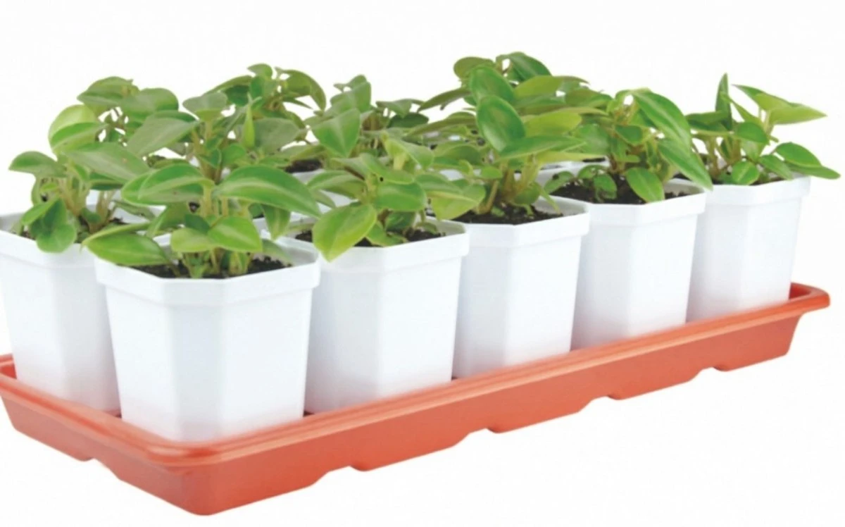 Por qué tu semillero se cae y quién tiene la culpa: la respuesta simple que te ahorrará estrés y dinero