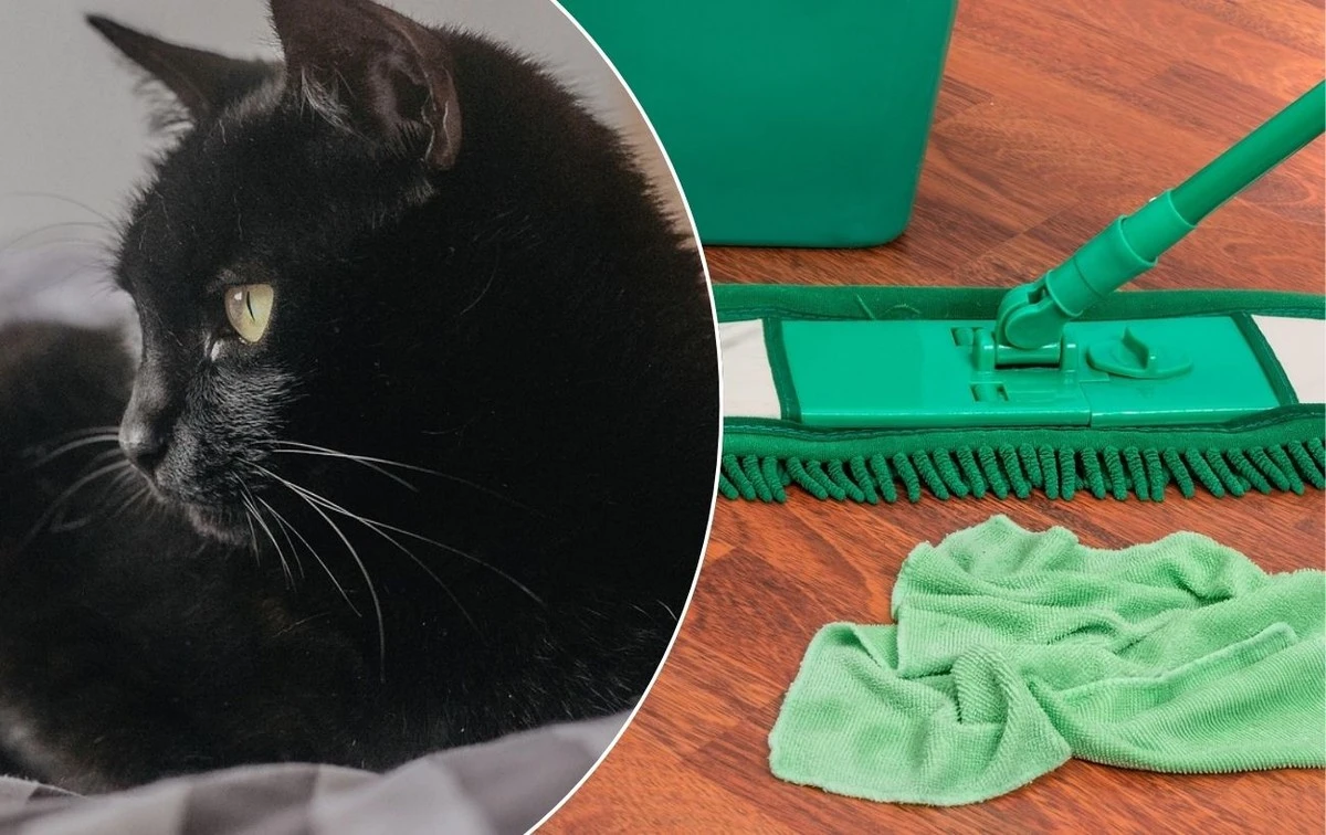 Adiós al olor a gato: el truco de la cocina que deja tu casa fresca