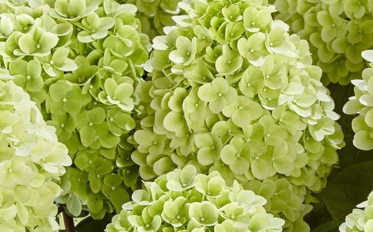 Revela tus hidrnaséas paniculadas en primavera y logra flores espectaculares