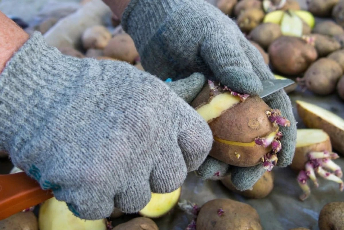 Cortar patatas para plantar: la técnica secreta que sorprenderá a muchos agricultores