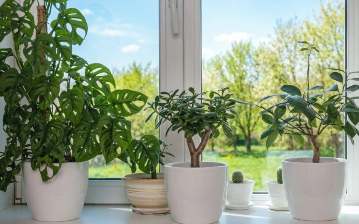 Cómo dar a tus plantas un brillo espectacular: el secreto que los jardineros aman