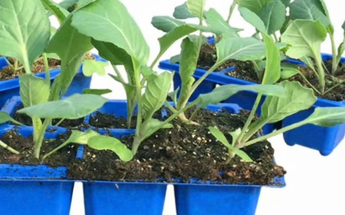 Por qué los jardineros expertos nunca plantan repollo después de rábano: conozca las graves consecuencias