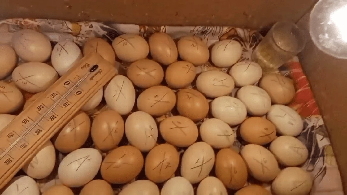 Incubadora casera: pollitos nacen en 21 días con caja de cartón y $0