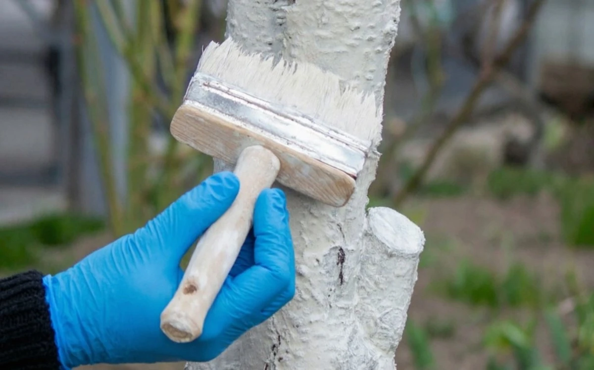 Por qué los jardineros experimentados no esperan a mayo para blanquear los árboles: el secreto primaveral que salva tu jardín