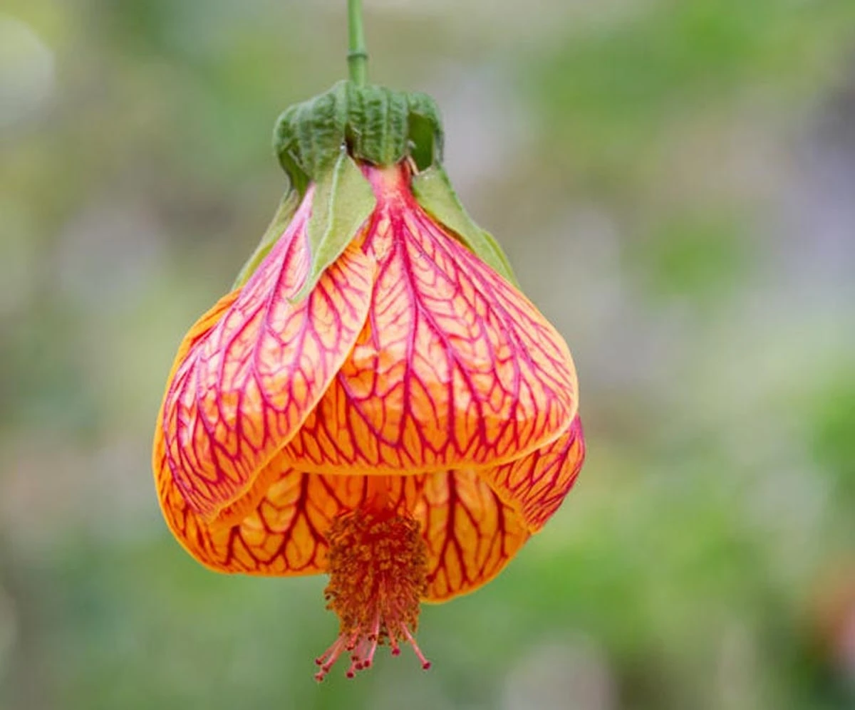 12 Flores Espectaculares en un Solo Tallo: Cultiva un Abundante Abutilon en Casa - image 1