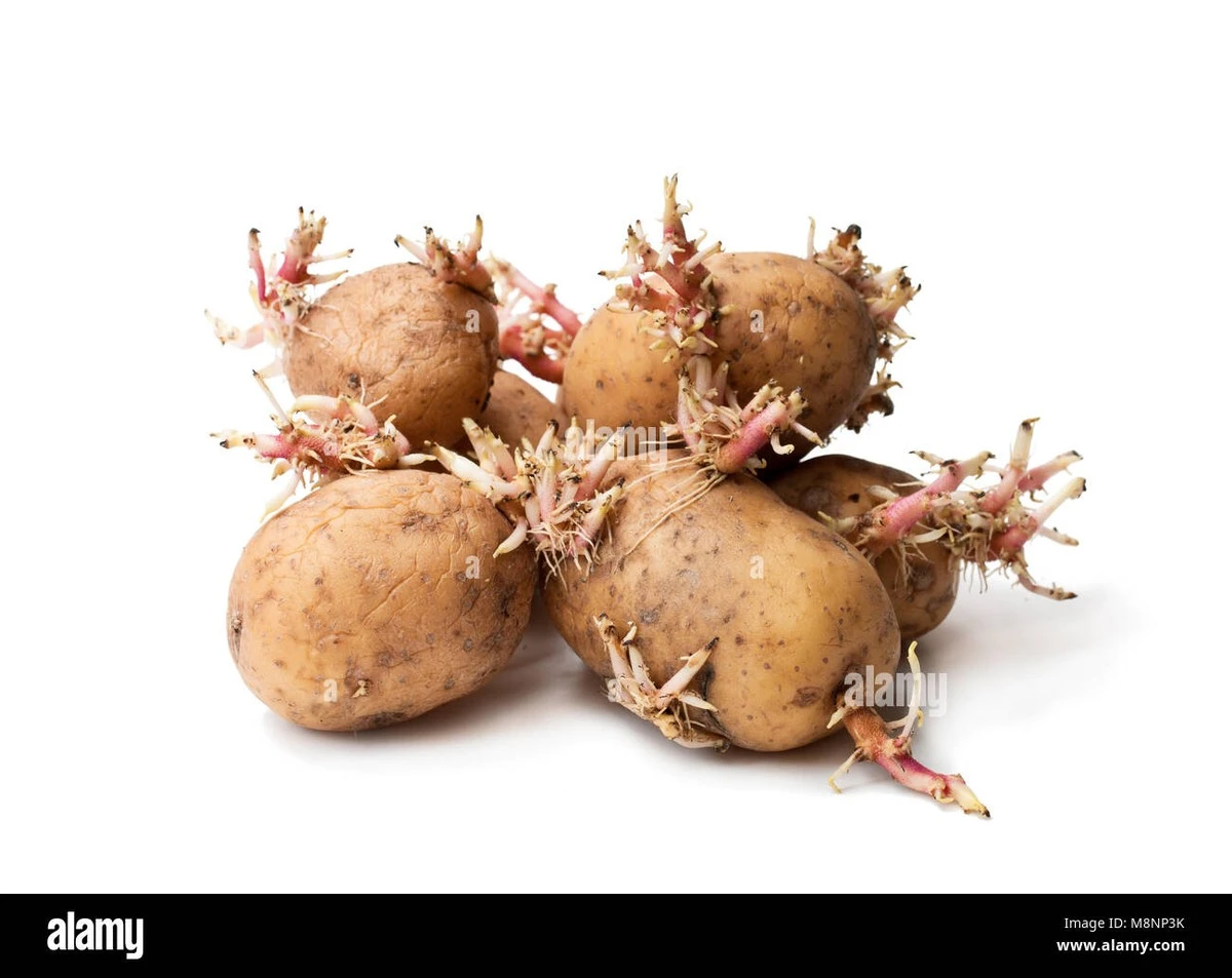 eltrucodelacebo-extra-1.webp El truco de la cebolla para revivir el sabor de la patata vieja - image 1