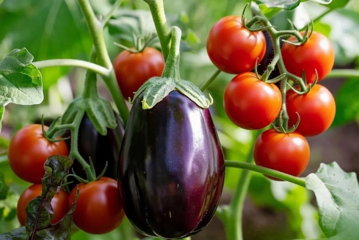 Por qué los agricultores experimentados plantan un pimiento cerca de la entrada del invernadero: una explicación sencilla