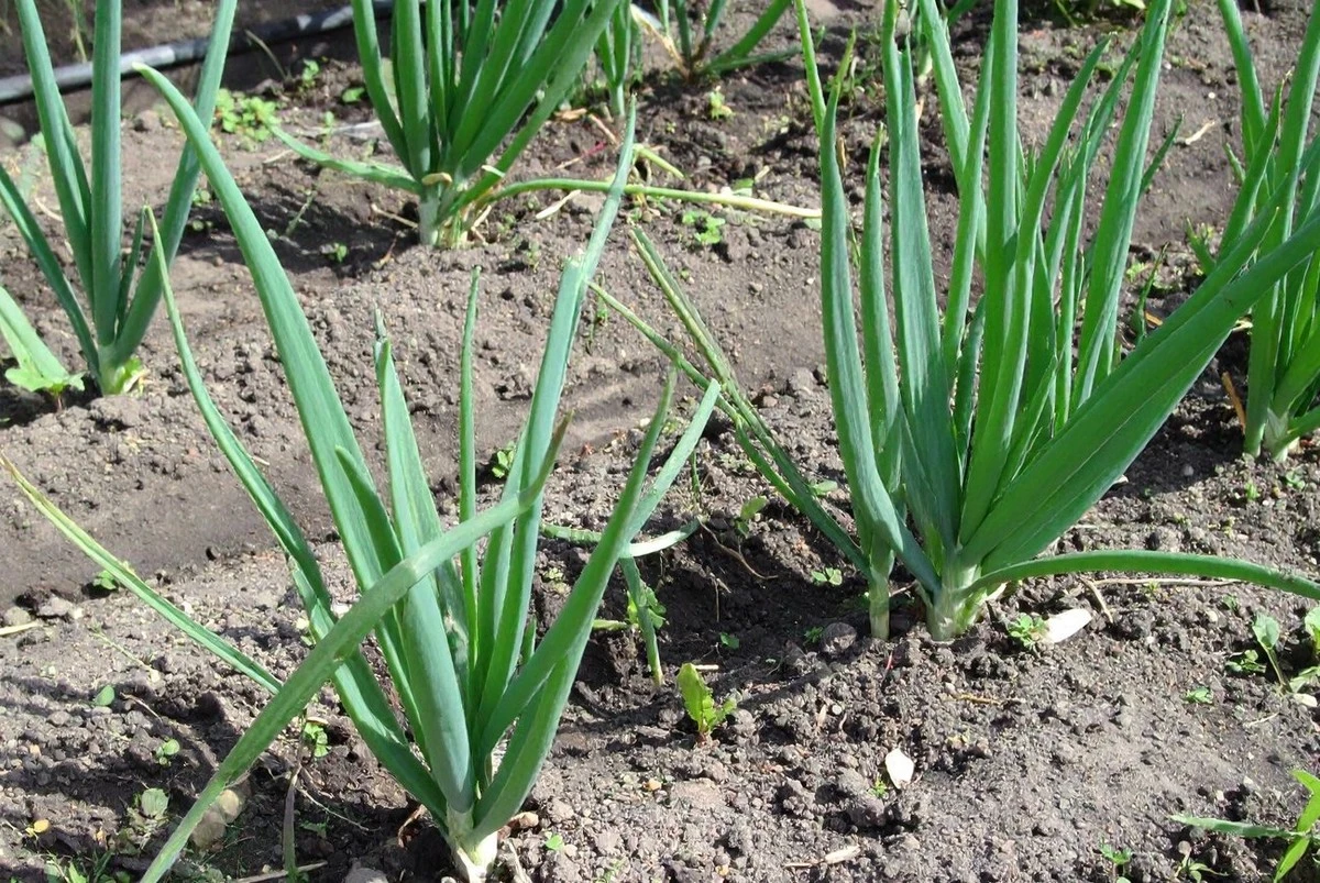 El secreto mejor guardado de los agricultores: la única poda que hace que las puntas de cebolla no se pongan amarillas en primavera