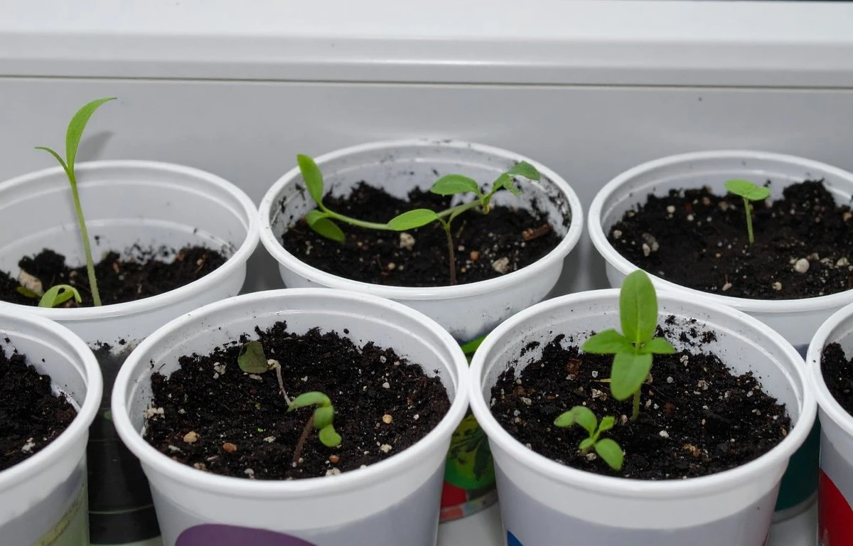 Por qué la tierra común arruina tus berenjenas: la mezcla secreta de los agrónomos