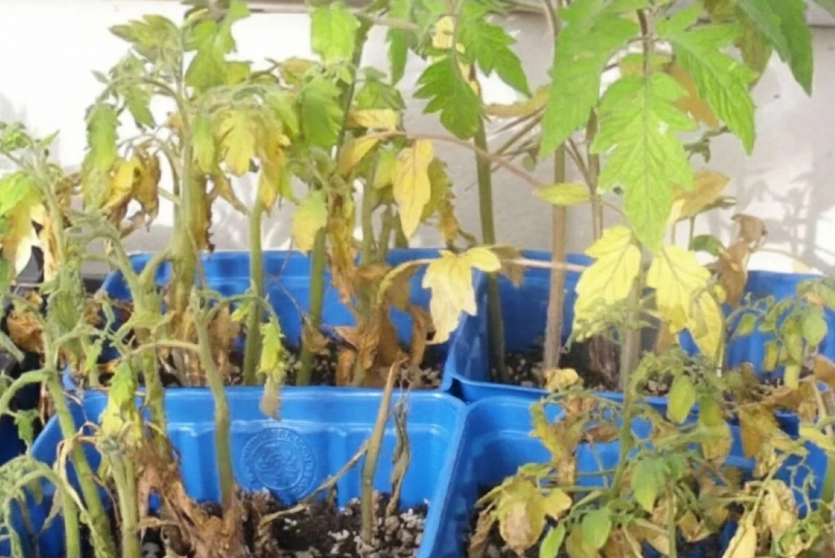 5 Razones Por las Que Tus Plantas de Semillero Se Marchitan (Y Cómo Solucionarlo)