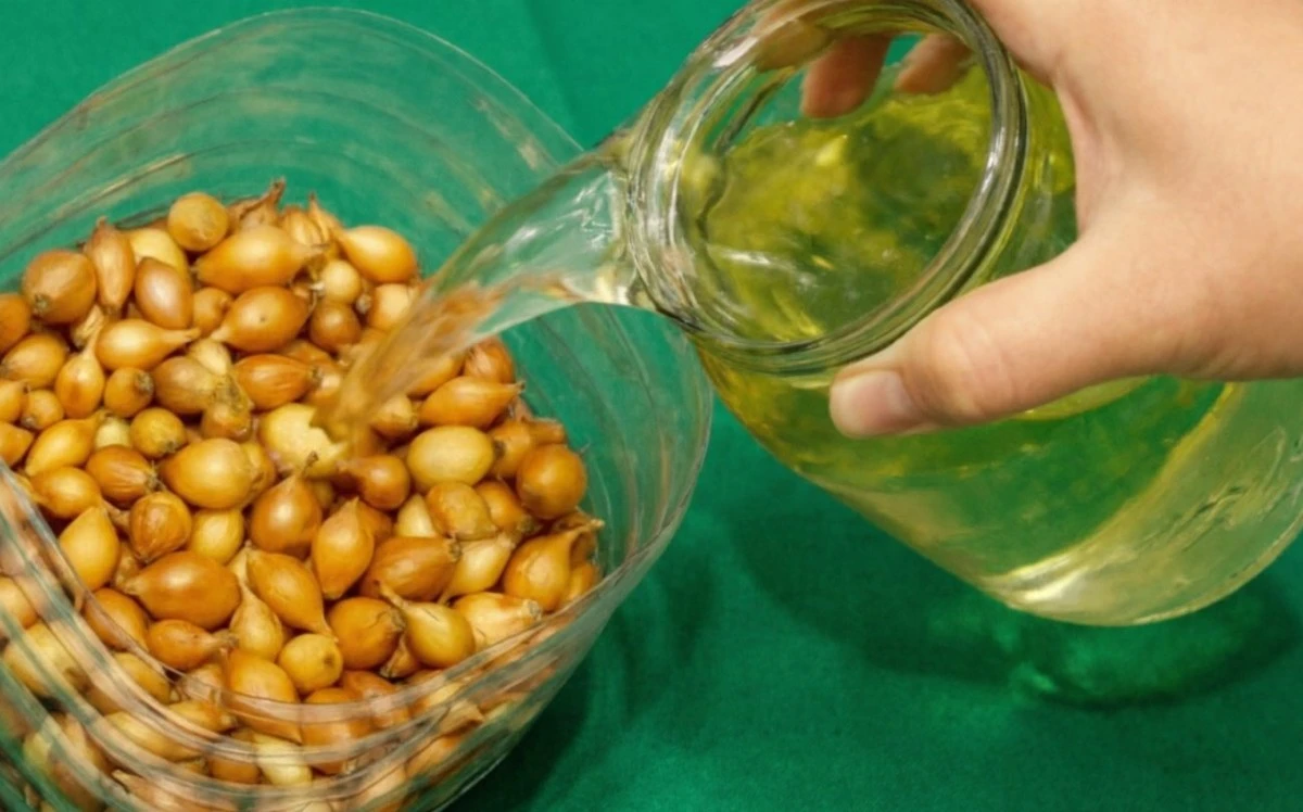 Tres trucos sencillos para cultivar cebollas grandes y sanas