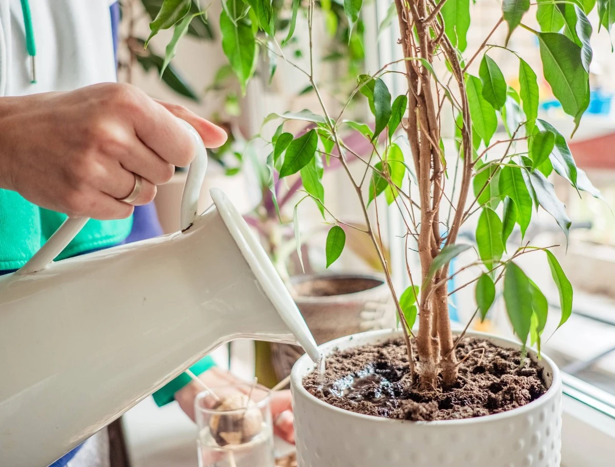 Agua de cocción de patatas: el secreto de las abuelas para plantas espléndidas y una casa reluciente - image 1