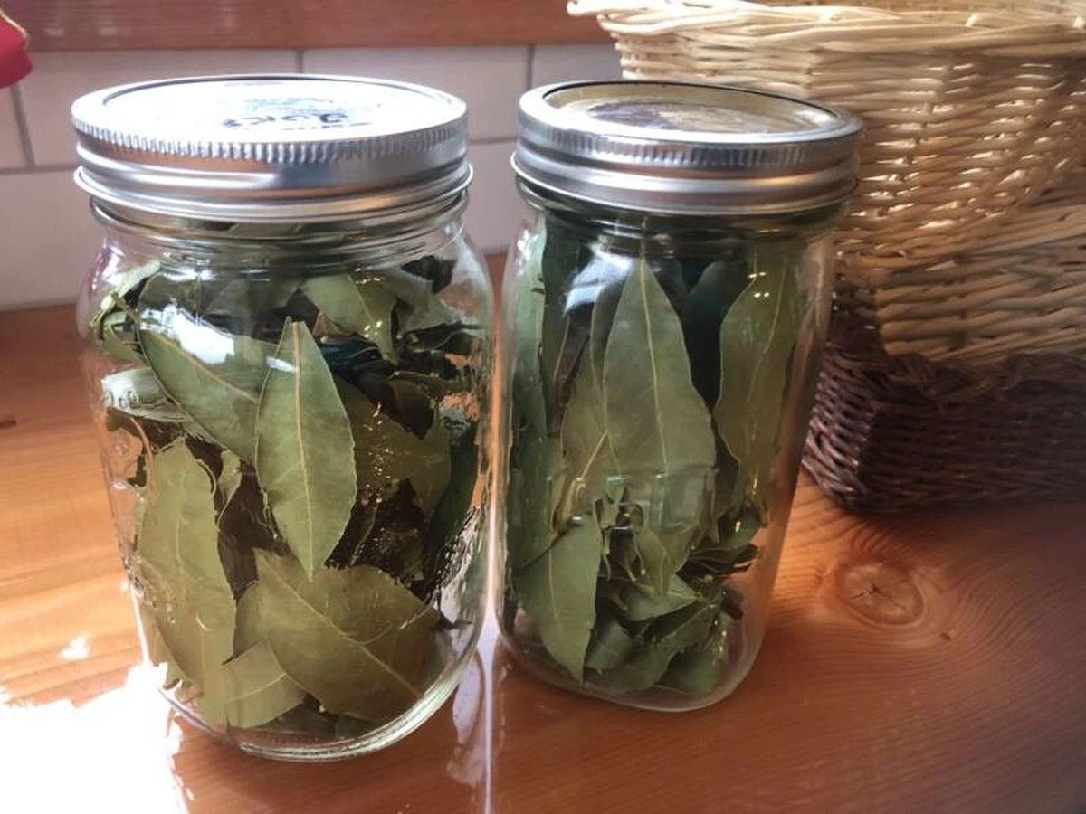 Por qué tus platos no huelen a restaurante: el error de almacenamiento de laurel que todos cometen - image 1