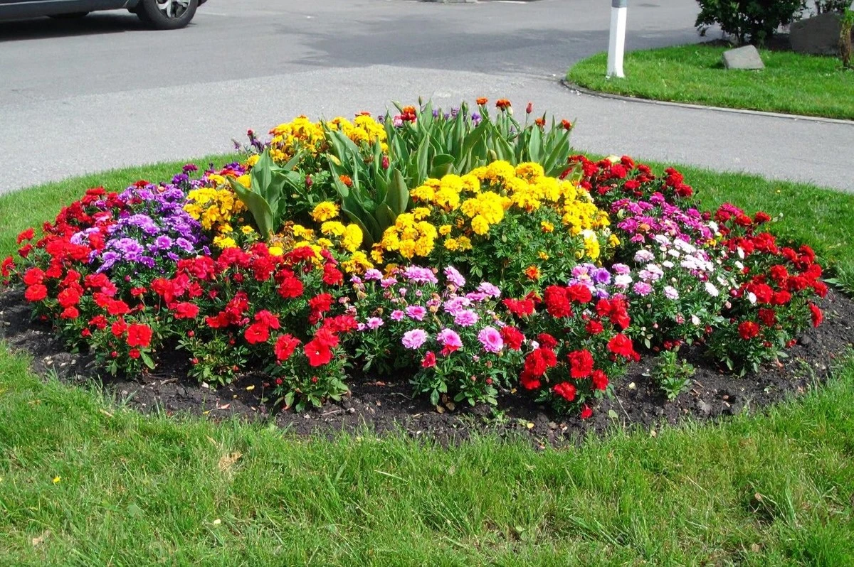 Tus vecinos se morirán de envidia: las flores que debes sembrar en marzo para un jardín espectacular