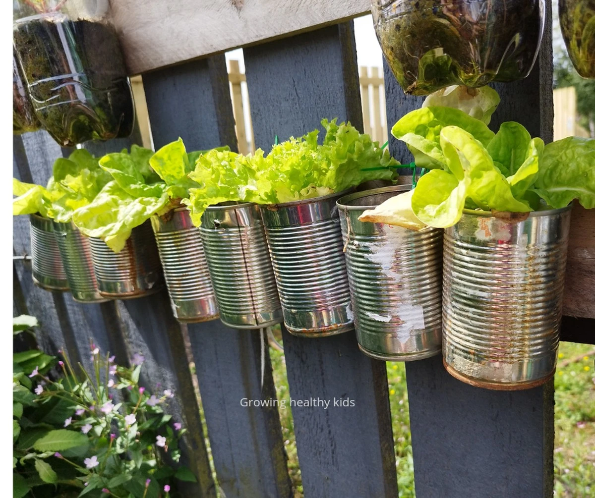 Por qué los jardineros expertos cuelgan latas de metal en sus huertos: el truco sencillo que funciona - image 1
