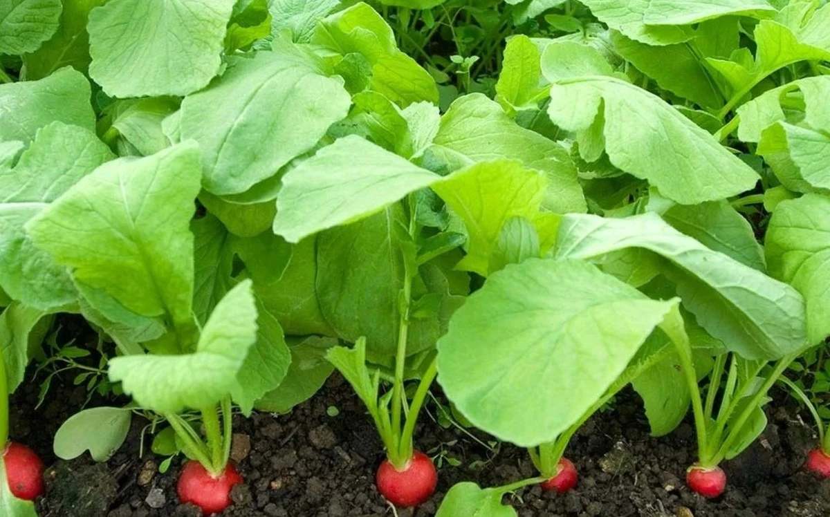 El agrónomo revela 3 trucos para cultivar rábanos grandes y jugosos sin amargor