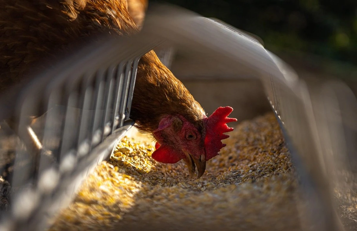 Por qué mis gallinas ahora ponen un huevo al día, incluso en invierno: el secreto está en este ingrediente infalible