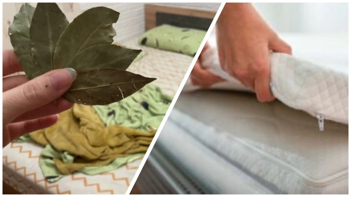 Por qué mi abuela ponía 7 hojas de laurel bajo el colchón, y ahora lo hago yo cada sábado