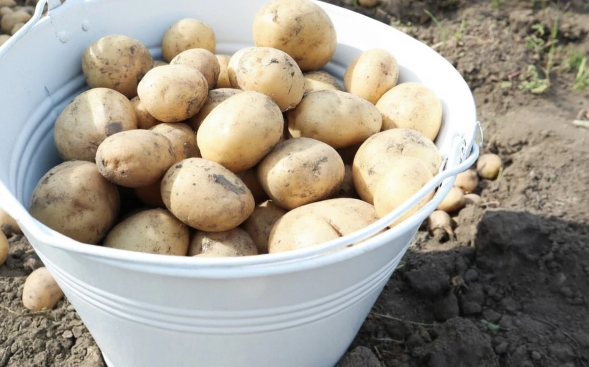 La papa perfecta: elige la variedad según lo que cocinarás y sorprende a todos