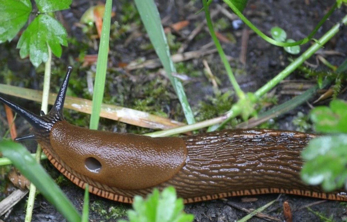 La cáscara de huevo y el amoníaco: adiós babosas toda la temporada