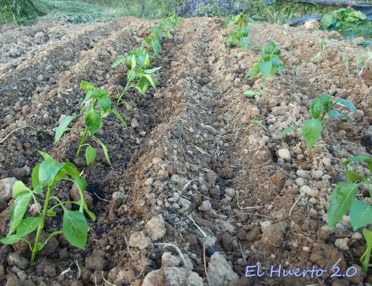 El trasplante de pimientos: secretos para que tus plántulas florezcan y produzcan cosechas récord - image 1