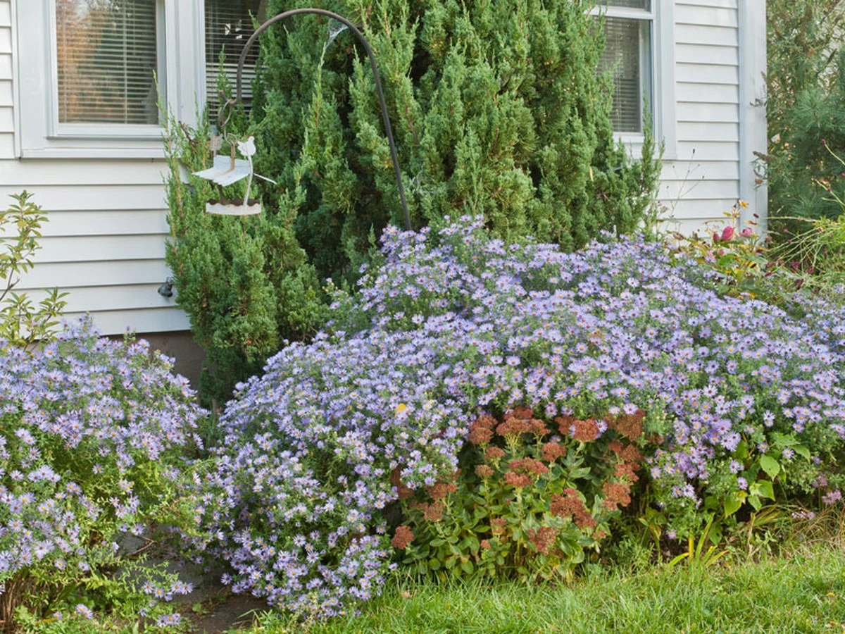 El secreto de los jardineros experimentados: cuándo sembrar aster en tierra para que florezcan hasta las heladas - image 1