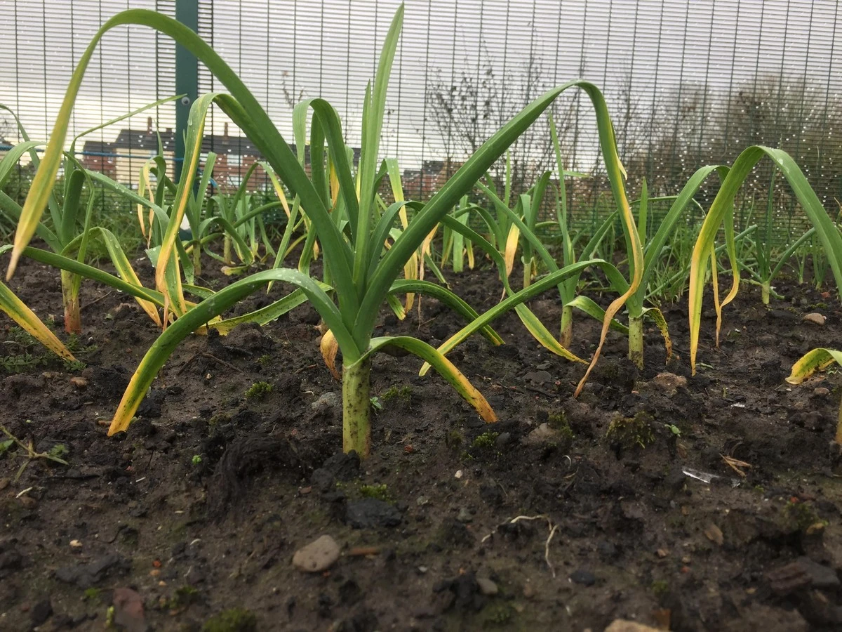 Por qué hoja el ajo de invierno y qué echarle para que se ponga verde en 2 días: una solución sencilla a un problema común - image 1