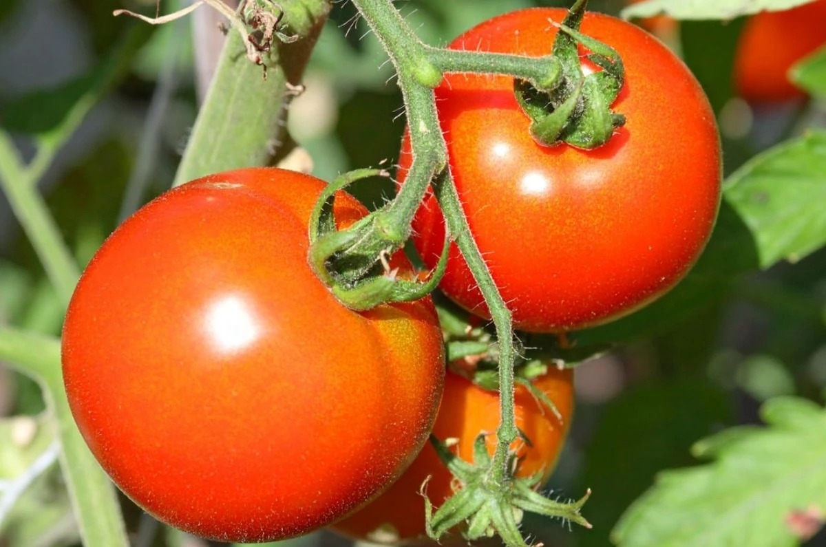 Duplica el tamaño de tus tomates sin gasto: un micronutriente revoluciona el crecimiento de tu semillero