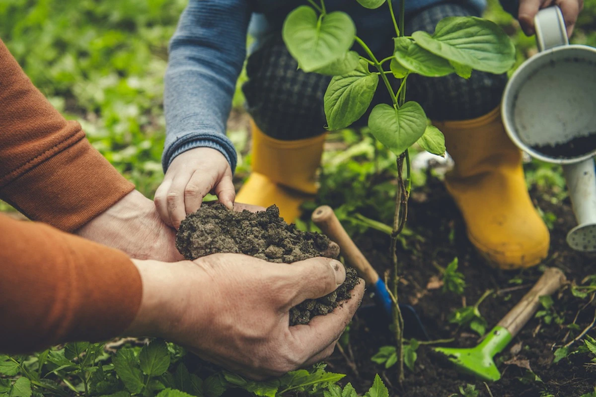 Qué plantar después de los frijoles para una tierra fértil: el secreto de la productividad - image 1