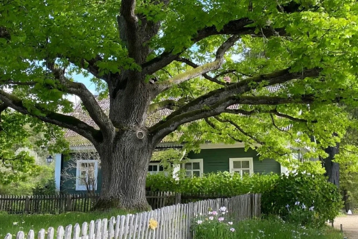 Por qué los jardineros experimentados NUNCA plantan estos 3 árboles cerca de casa: las consecuencias son peores de lo que crees
