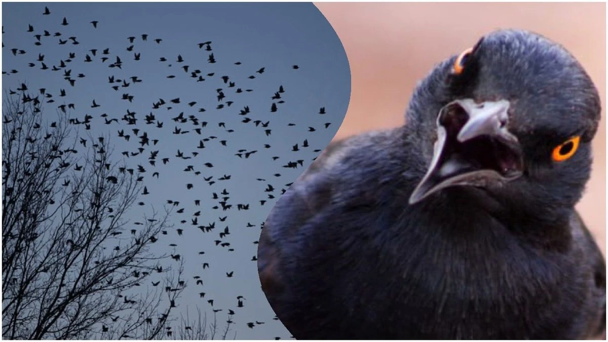 86-летняя бабушка раскрыла, что значит увидеть тысячи черных птиц в небе: важная народная примета