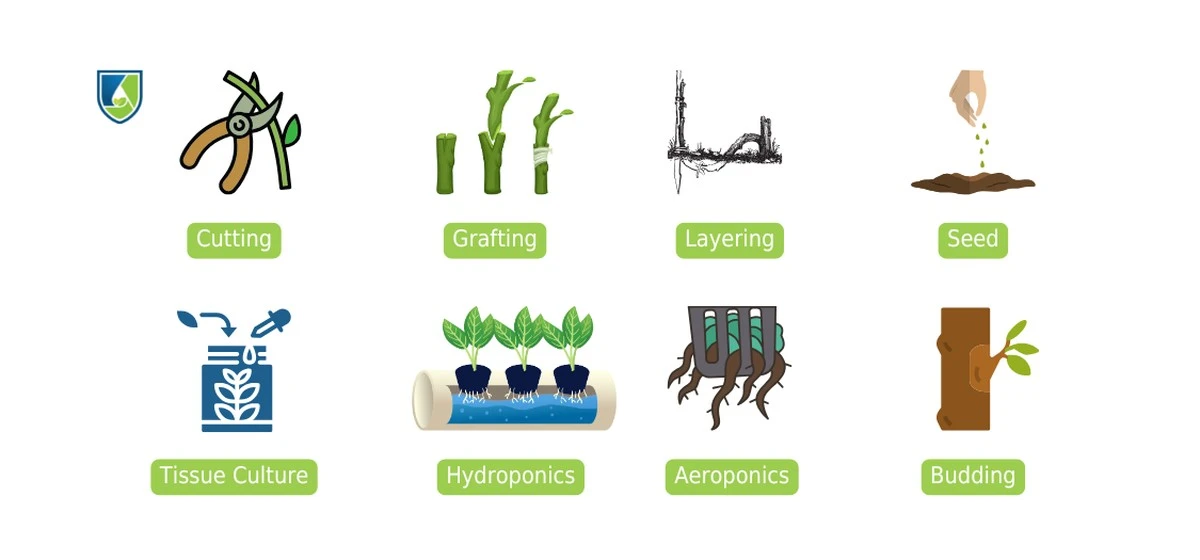 losesquejesarra-extra-1.webp Los esquejes arraigan más rápido sin pudrirse ni marchitarse: un estimulante casero sencillo te ayudará - image 1