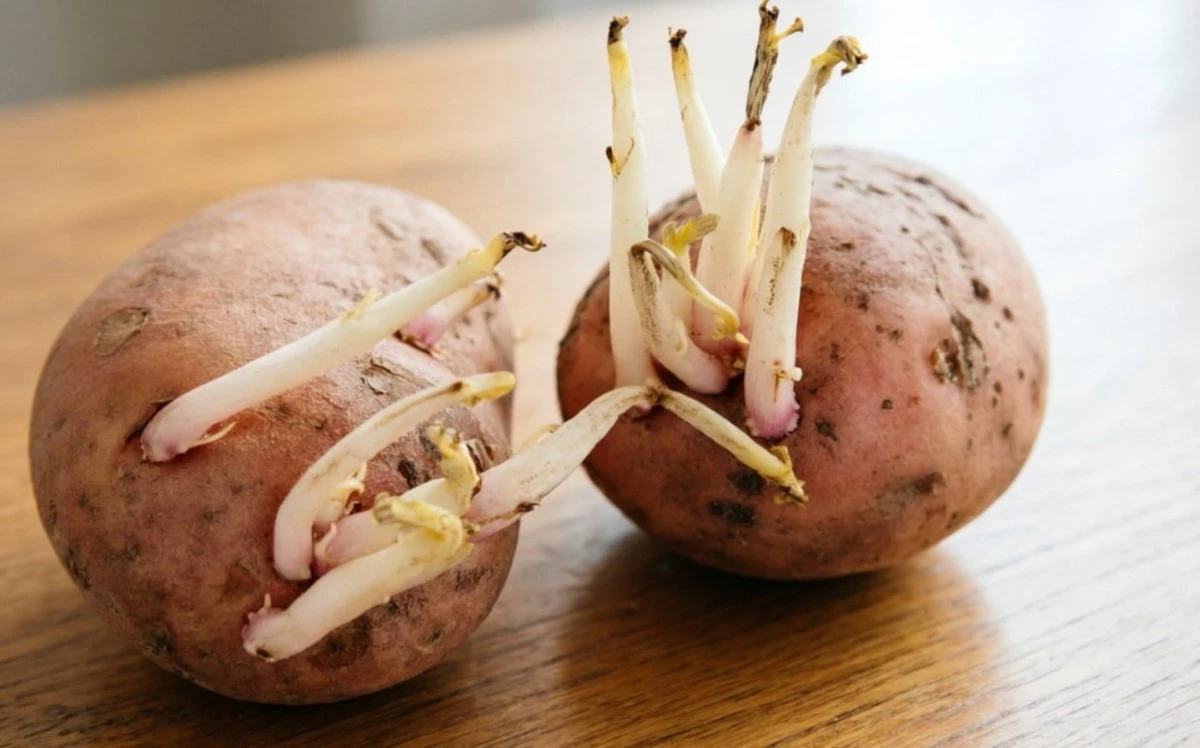 ¿Cortar los brotes de las patatas de siembra o dejarlos? La respuesta sencilla que atormenta a tantos agricultores