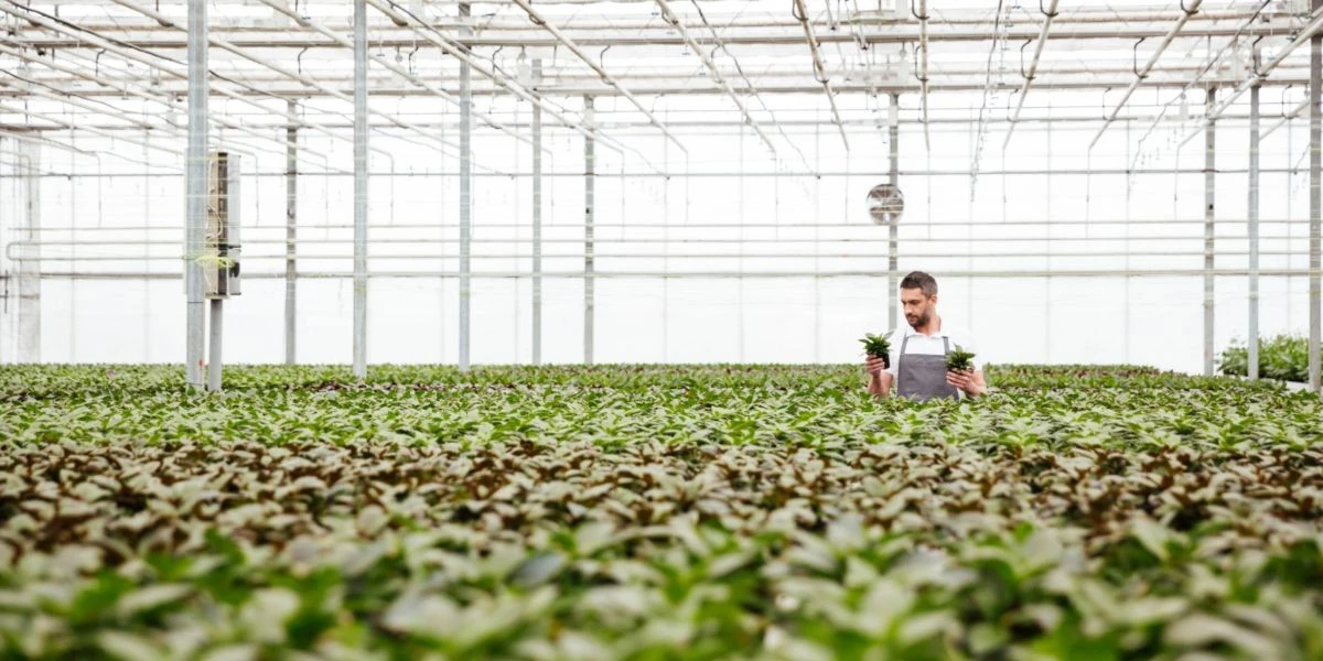 Desinfecta tu invernadero al 100% con solo dos ingredientes caseros - image 1