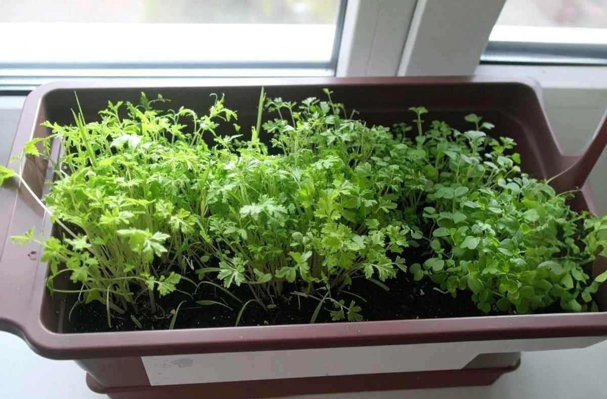 Tu propio huerto en la ventana: cultiva tus vegetales frescos incluso en invierno