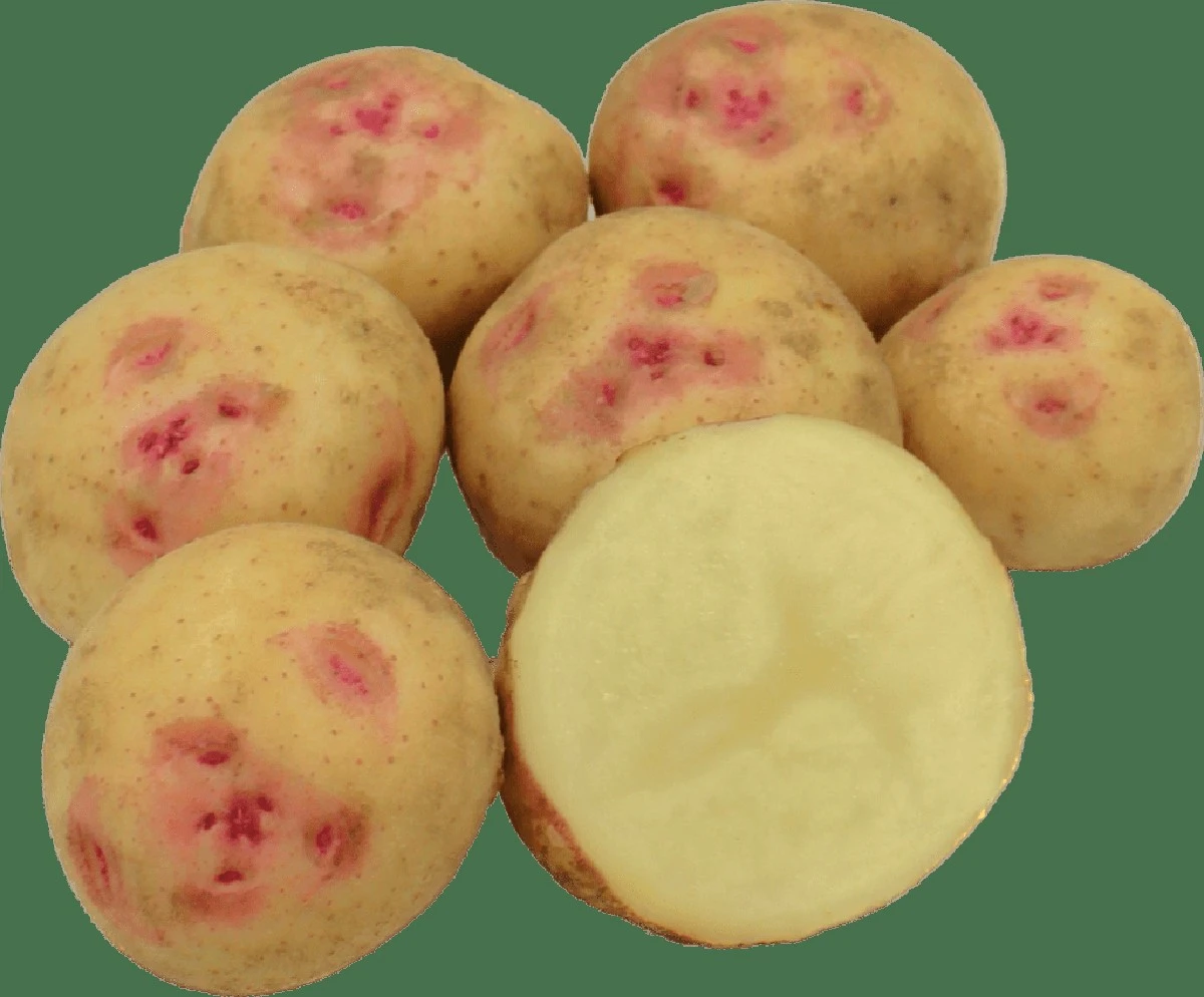 5razonesporlasq-extra-1.webp 5 razones por las que los dermatólogos recomiendan frotar patatas en tu rostro - image 1