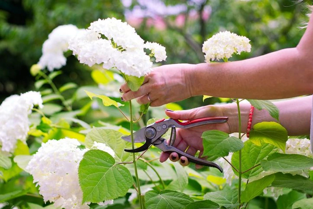 Cómo lograr que tus hortensias exploten en flor: la poda secreta de primavera - image 1