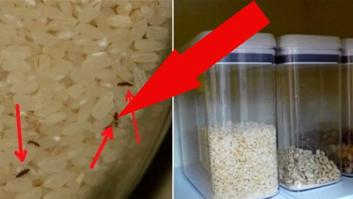 Adiós a la polilla de la despensa: 4 clavos en el armario y estos ladrones desaparecieron de mi cocina para siempre
