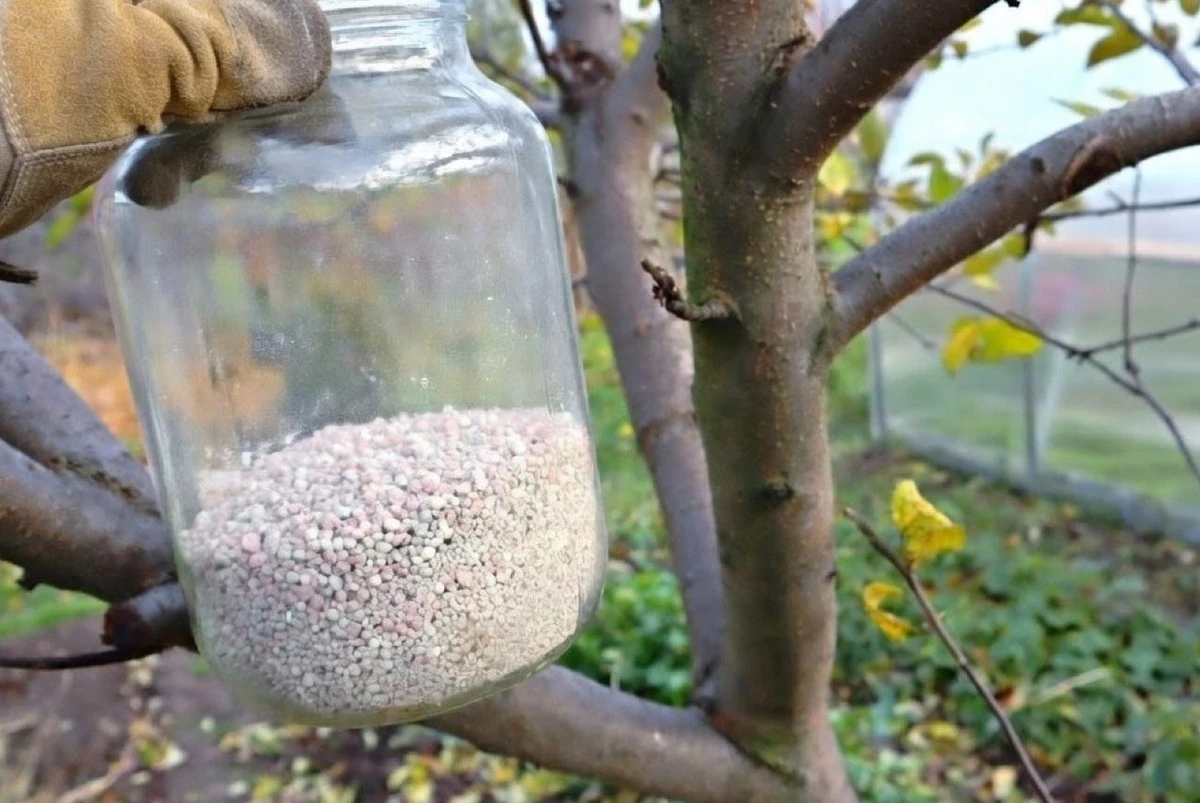 Cómo nutrir tu manzano en marzo para una cosecha envidiable